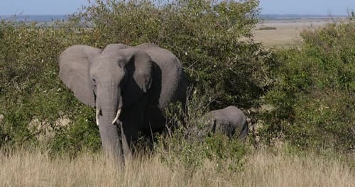 952039 African Elephant, loxodonta africana, Mother and calf, Masai Mara Park in Kenya, Real Time 4K