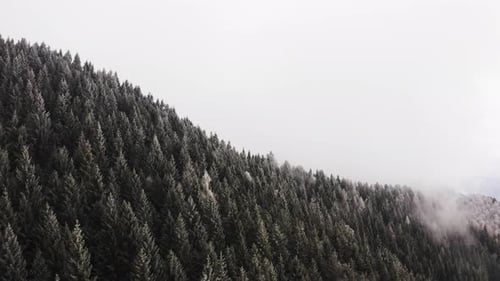 Schneebedeckte Pinienwälder Antenne bei bewölktem schlechtem Wetter. Nebliger Bergwald mit eisbedeckten Bäumen