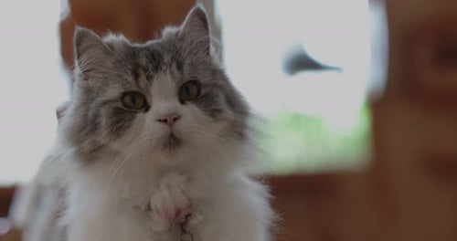 Fluffy Cat with Pink Collar Looking at Something
