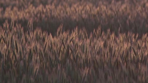 Wheat Field Swaying Gently at Sunrise or Sunset