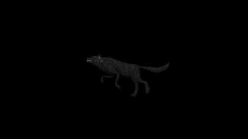 Schwarzer Wolf-Lauf
