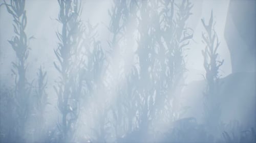 Underwater Grass Forest Seaweed