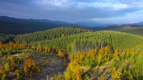 Aerial View of a Bright Autumn Forest on the Slopes of the Mountains at Sunrise