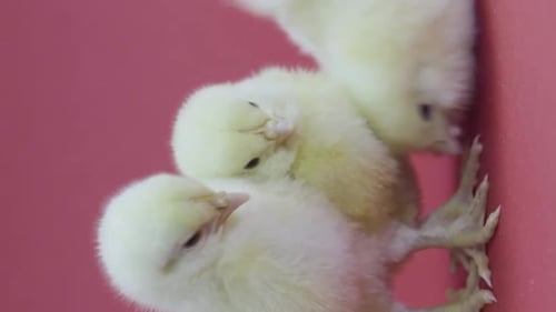 Fuzzy Baby Chicks Huddling on a Pink Background