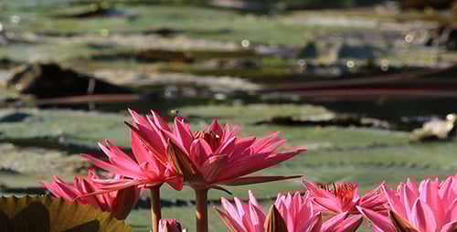 Pink Water Lilies Blooming in Natural Pond Setting