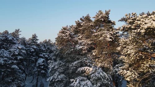 Pine forest in winter covered with snow. Aerial View