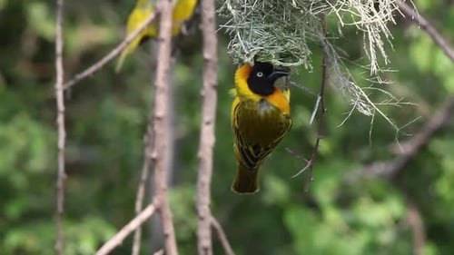 750170 Speke's Weaver, ploceus spekei, Male standing on Nest, Bogoria Park in Kenya, Real Time