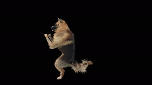 Hunde-Tanz 4K