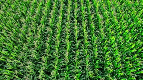 Corn Field Flight Over the Cream of Corn Stalks Excellent Growth