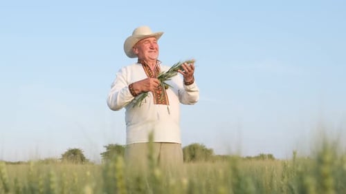 Senior Ukrainian Farmer Standing Inside a Field of Unripe Crops and Holding Several Ears of Corn