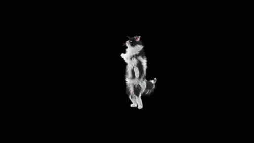 Katze tanzt HD