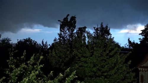 Windy Trees Under Dark, Overcast Night Sky