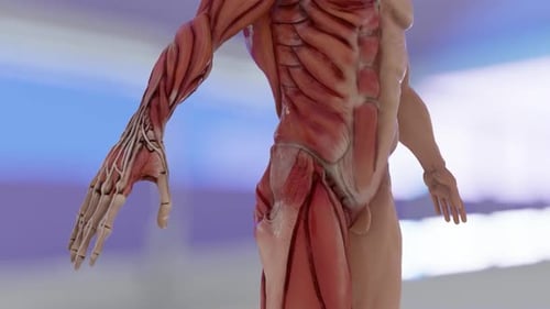 3D Animated Human Anatomy Muscle and Bone Rotation