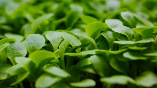 Closeup of Vibrant Green Microgreens Growing