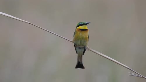 Swallow-tailed bee-eater sitting on a tree branch
