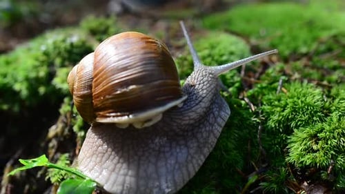 Snail in the Wood