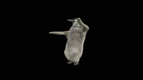 77 Bear Dancing HD