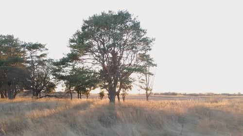 Golden Sunset Over Rural Field with Trees