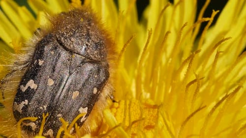 Foto macro de chinche de flor polinizando flor de diente de león amarillo durante un día soleado