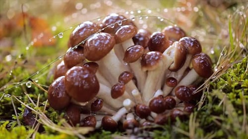 Armillaria Mushrooms of Honey Agaric In a Sunny Forest in the Rain.