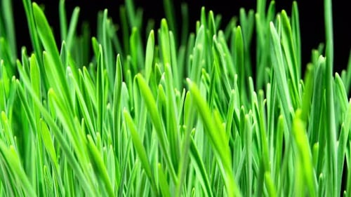 Close-Up of Vibrant Green Grass Blades