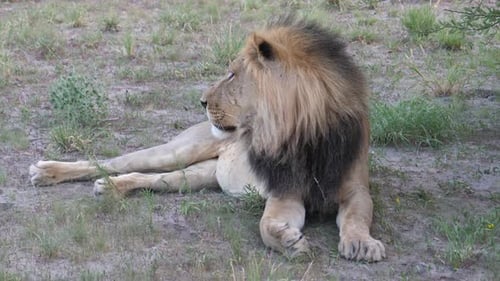 Männlicher Löwe ruht in der Savanne