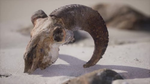 Skull with Ram Horns on the Beach