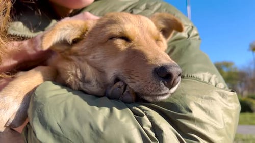 Close Shot of Girl and Pet Outdoor in the Park Brown Dog Facing the Camera the Dog Like Friends Good