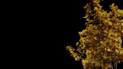 Herbst-Baum