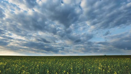Blossom Of Canola Yellow Flowers Under Cloudy Sky. Plant, Rapeseed, Oilseed Field Meadow Grass
