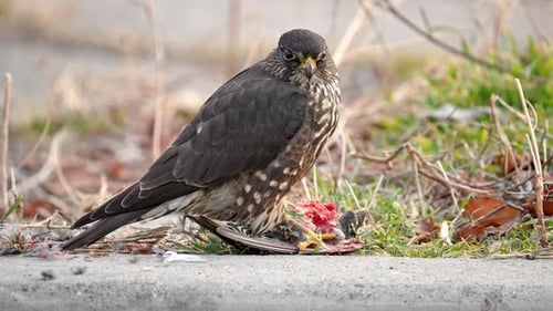 Predatory Bird Consuming Prey Next to Wall