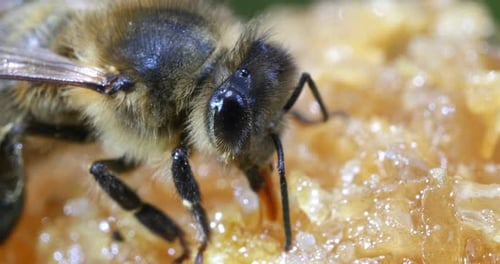 European Honey Bee, apis mellifera, black Bee Licking Honey, Hive in Normandy, Real Time 4K