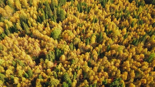 Autumn Forest with Golden Foliage. Yellow Leaves on Tree Crowns in Fall. Aerial Top View Captured