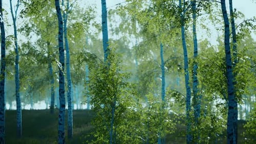 Birch Grove on a Sunny Summer Day Landscape