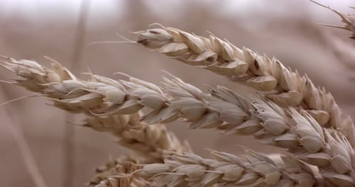 Field Of Yellow Ripe Ears Of Wheat