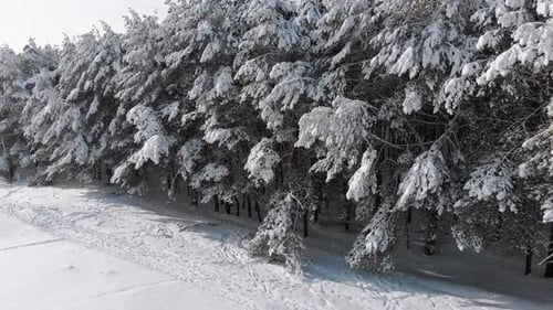 Vue aérienne sur la forêt de pins d'hiver et le chemin de neige par une journée ensoleillée