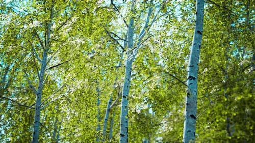 White Birch Trees in the Forest in Summer