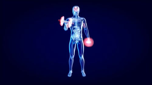 Human Anatomy with Glowing Muscles Exercising Dumbbells