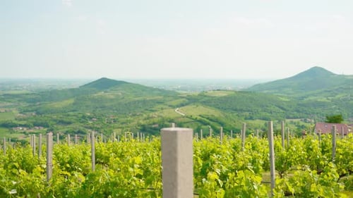 Green Grape Vineyards on the Hills