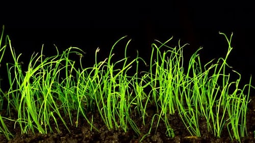 The Rapid Growth of Spring Onions