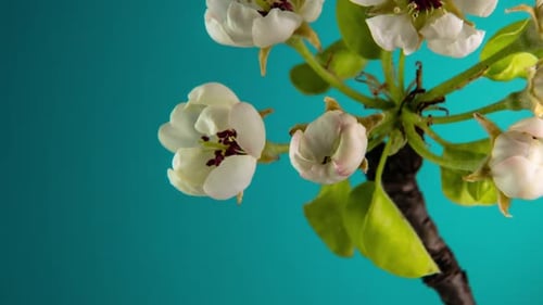 Blossoming Apple-tree Time Lapse on Blue Background