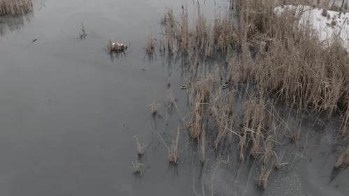 Ducks Swim On The Pond In Winter