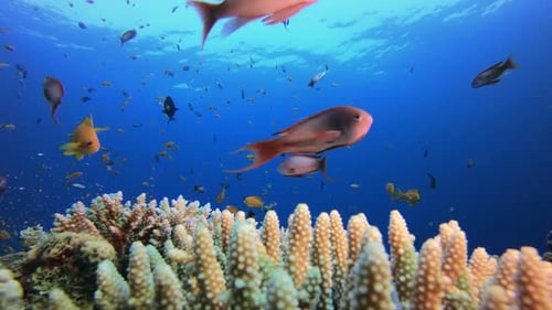 Underwater Sea Coral Reef