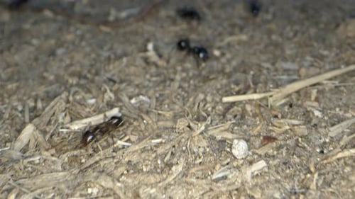 Close-up of Black Ants Crawling on Ground