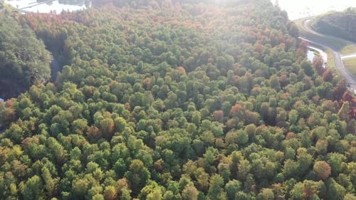 Autumn forest