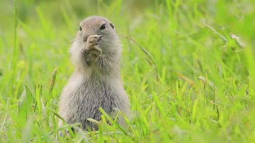 Esquilo terrestre caucasiano da montanha ou esquilo à terra de Elbrus Spermophilus Musicus