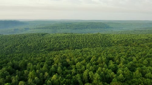 Flying Drone Captured Green Forest on Summer Day - Aerial Footage