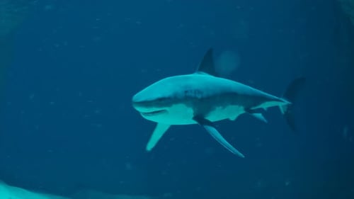 Shark's attack. The shark swimming around on the bottom of the ocean. Danger.