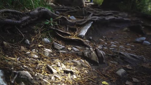 camera movement along a forest path