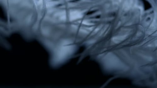 Close-Up of Soft White Feathers on Black
